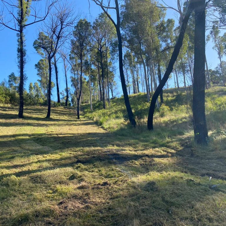 Tree stump removal Bermagui