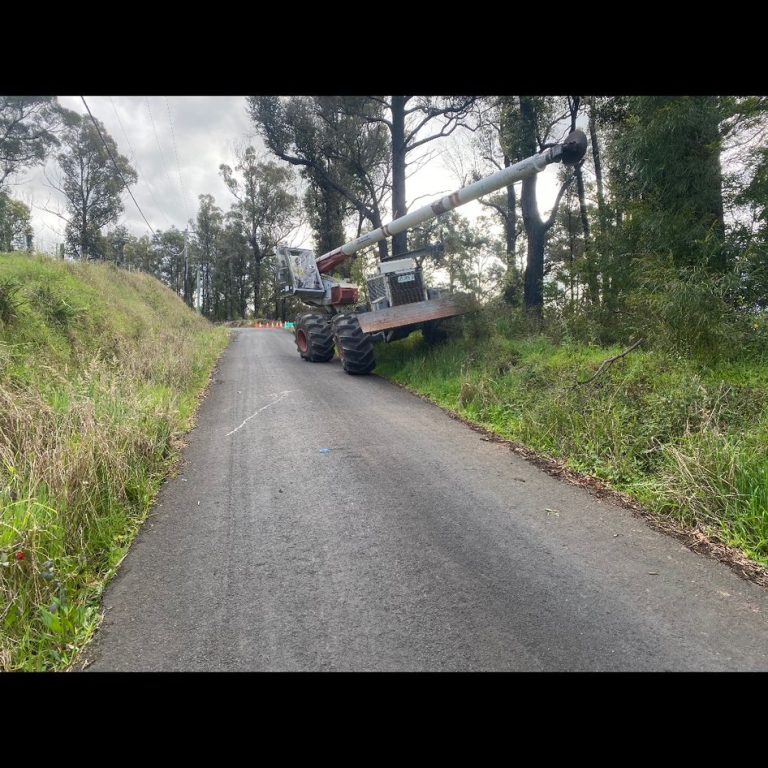 Tree Removalist Mollymook