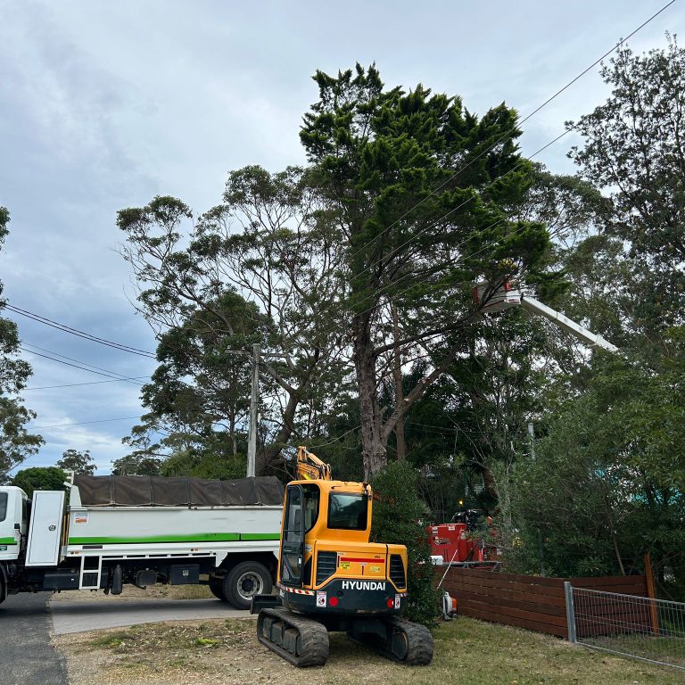 Tree Removalist Milton
