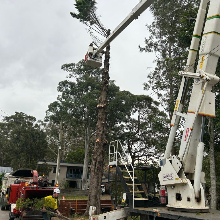 best Tree Removalist Eurobodalla