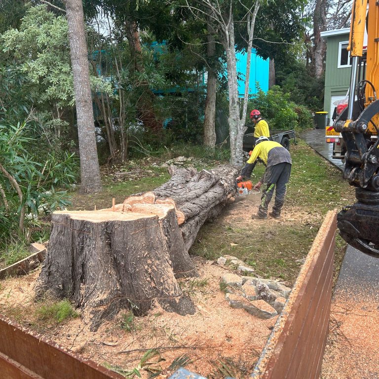 best Tree Removalist Milton