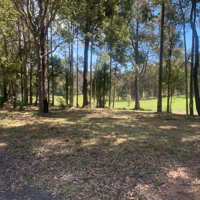 best Tree Removalist Milton
