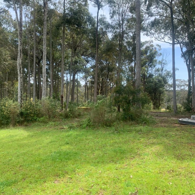 best Tree Removalist Moruya