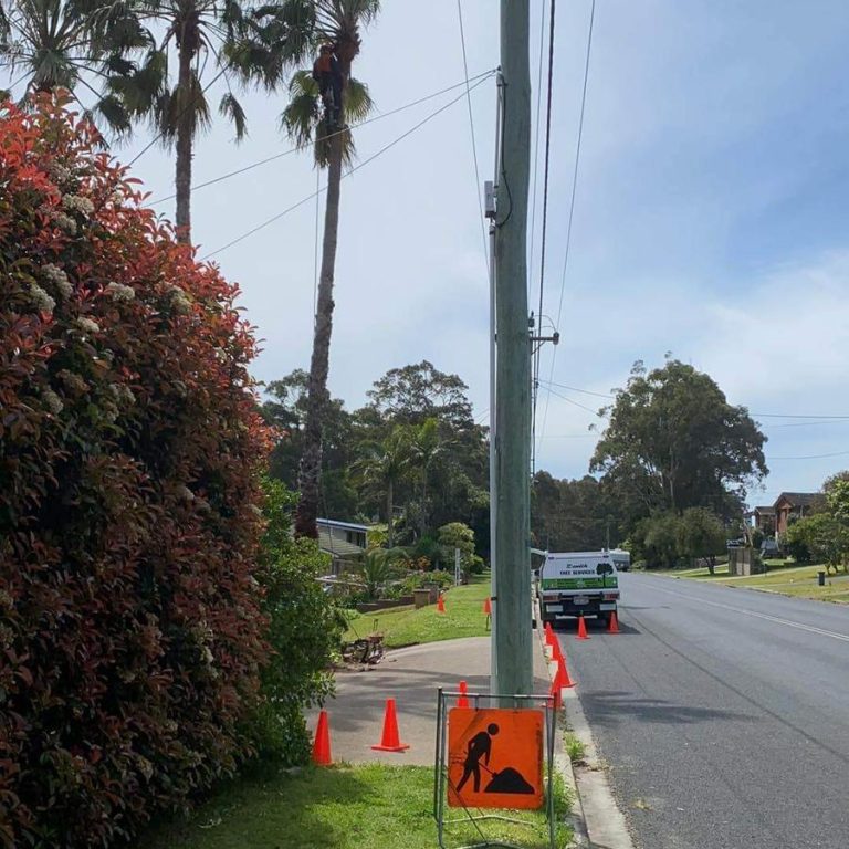 Tree stump grinding Bermagui