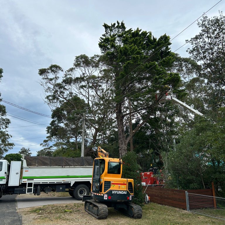 best Tree Removals Batemans Bay