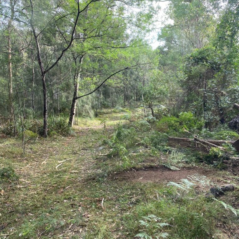 Tree stump grinding Moruya